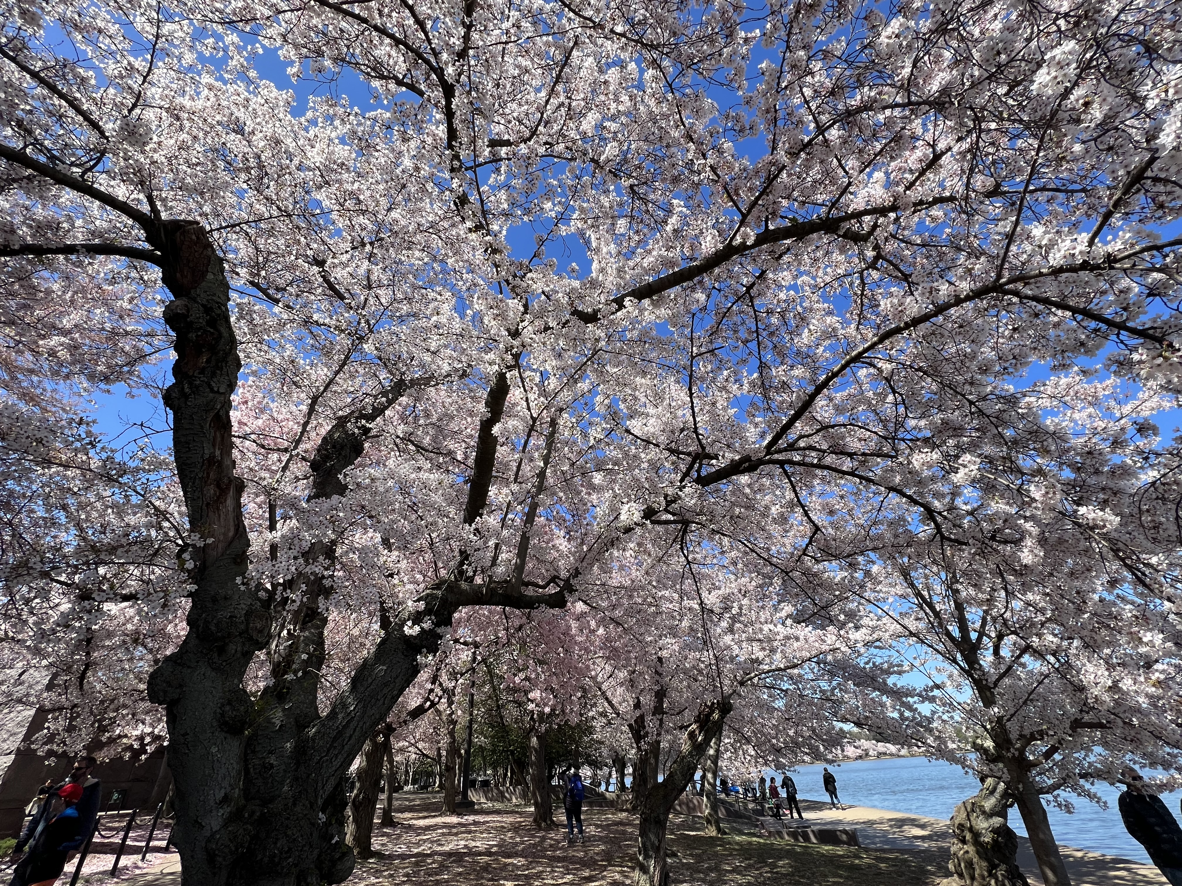 Cherry Blossoms